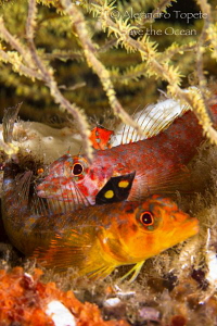 Two Fishes in Coral, Marshal Island Galapagos by Alejandro Topete 